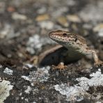 Mauereidechse: Die über Flechten läuft