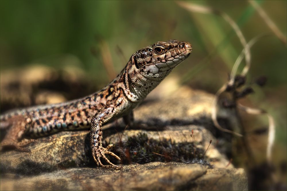 Mauereidechse Foto & Bild | tiere, wildlife, amphibien & reptilien ...
