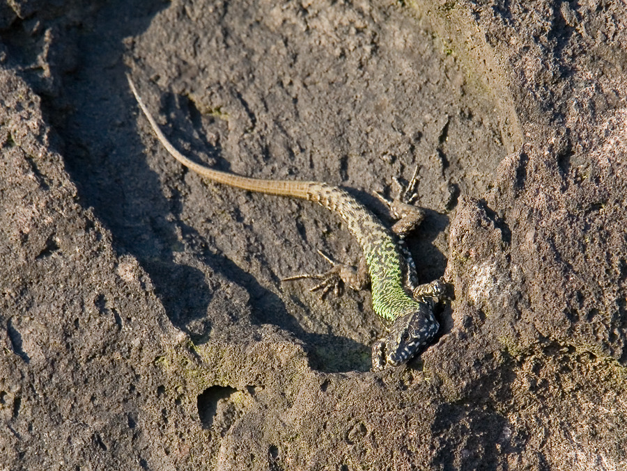 Mauereidechse im Berggarten