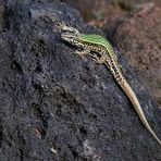 Mauereidechse im Berggarten