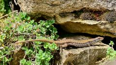 Mauereidechse (Klasse: Reptilien)