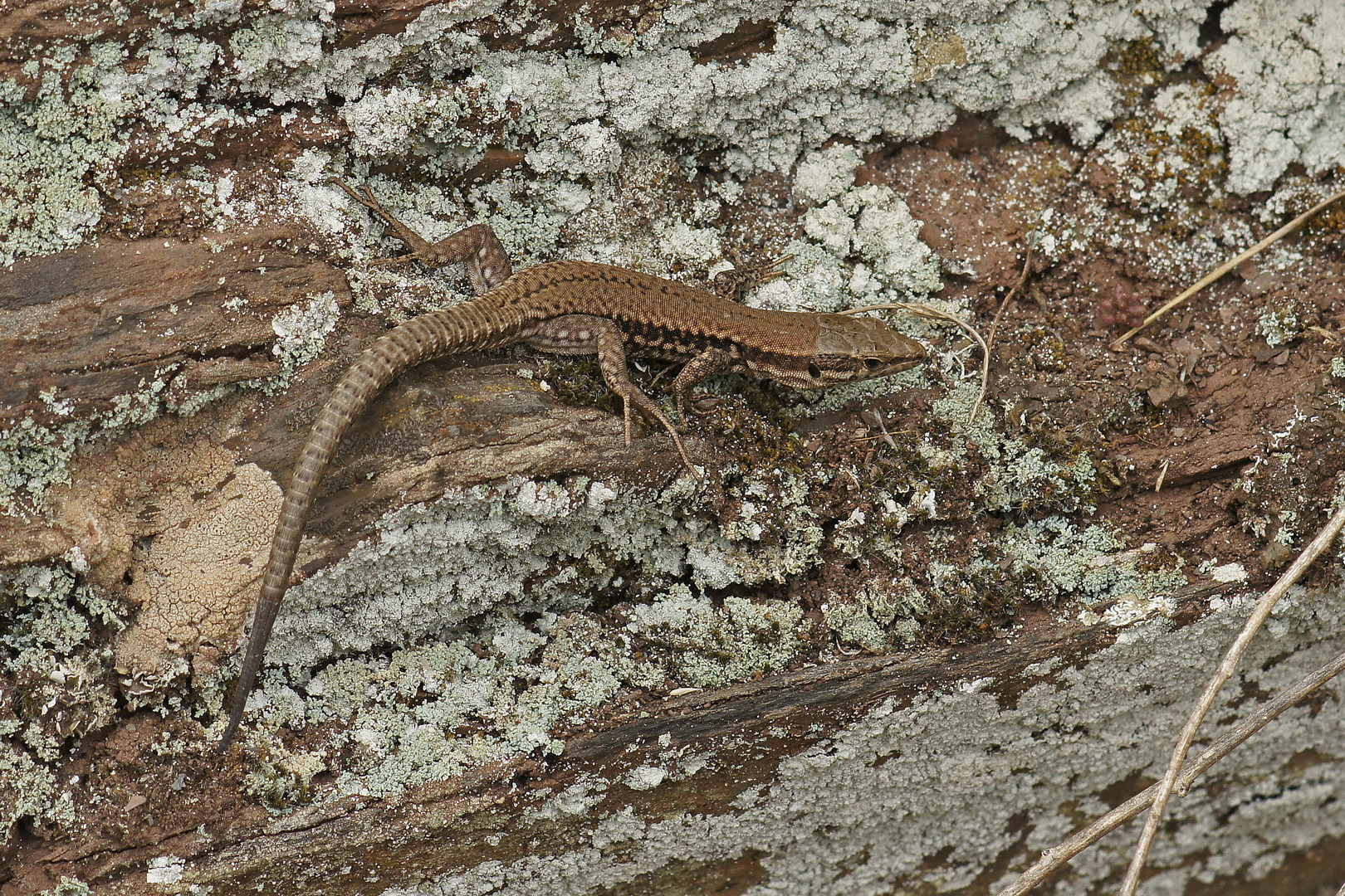 Mauereidechse (Lacerta muralis)