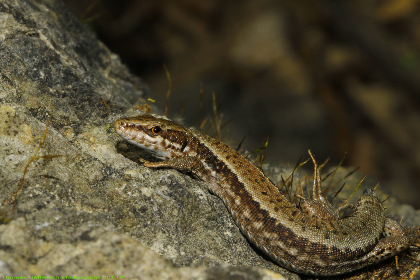 Mauereidechse - Podacis Muralis!