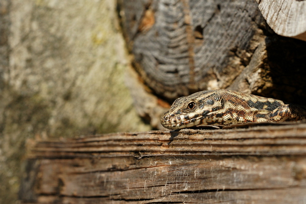 Mauereidechse (Podacris muralis) II