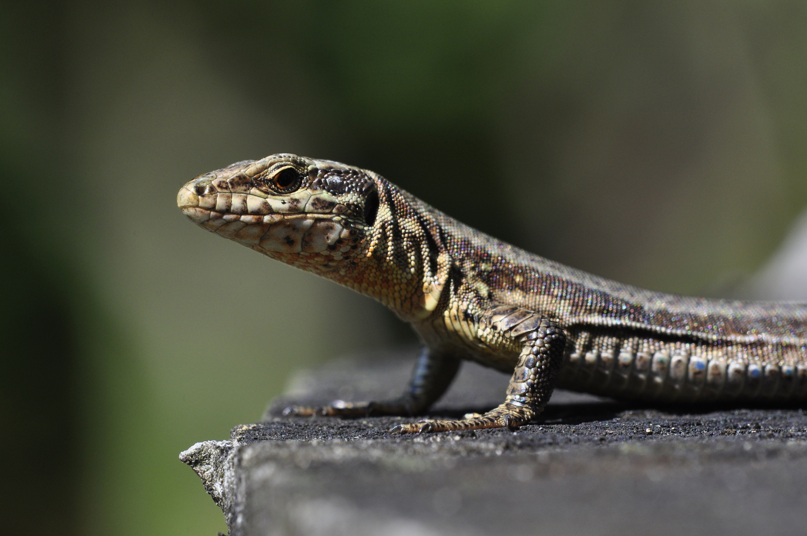 Mauereidechse (Podarcis muralis)