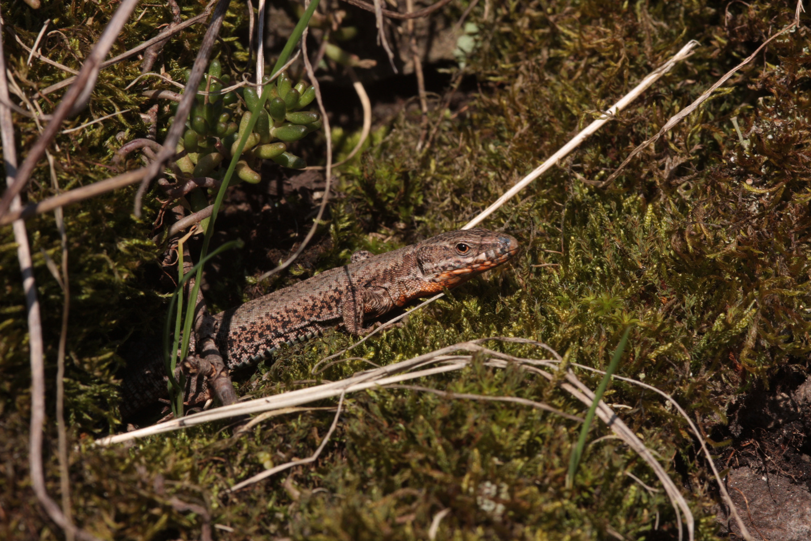 Mauereidechse (Podarcis muralis)