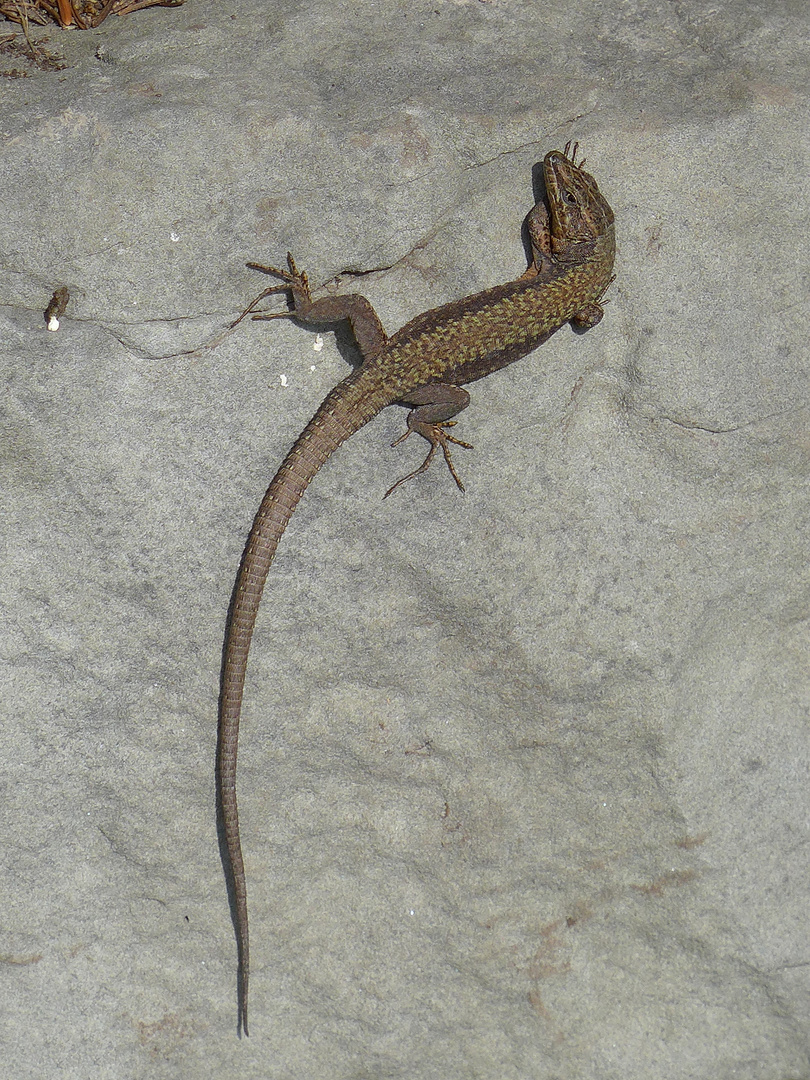 Mauereidechse - Podarcis muralis