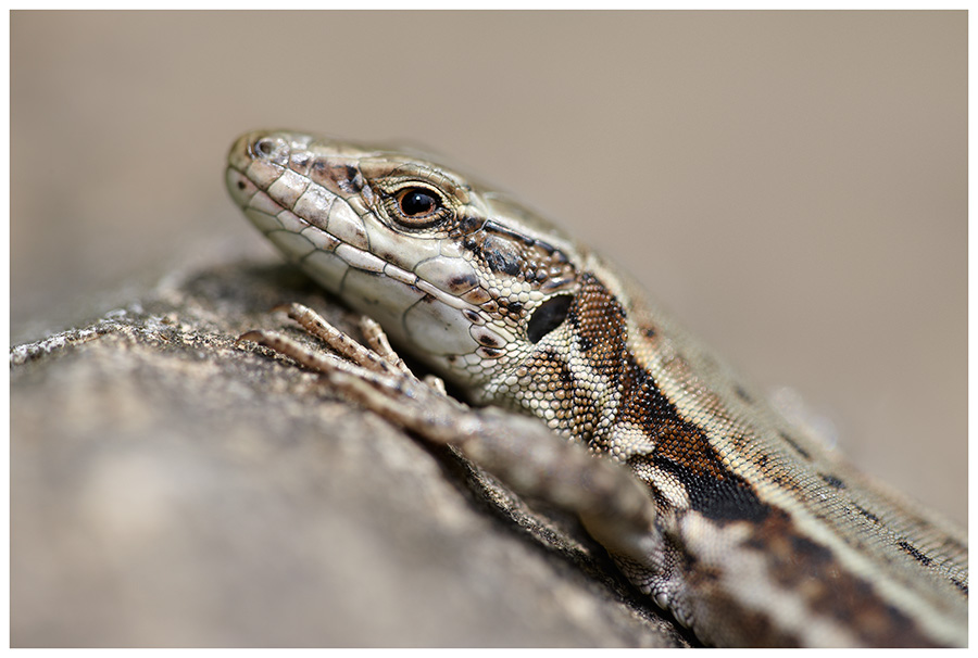 Mauereidechse (Podarcis muralis)