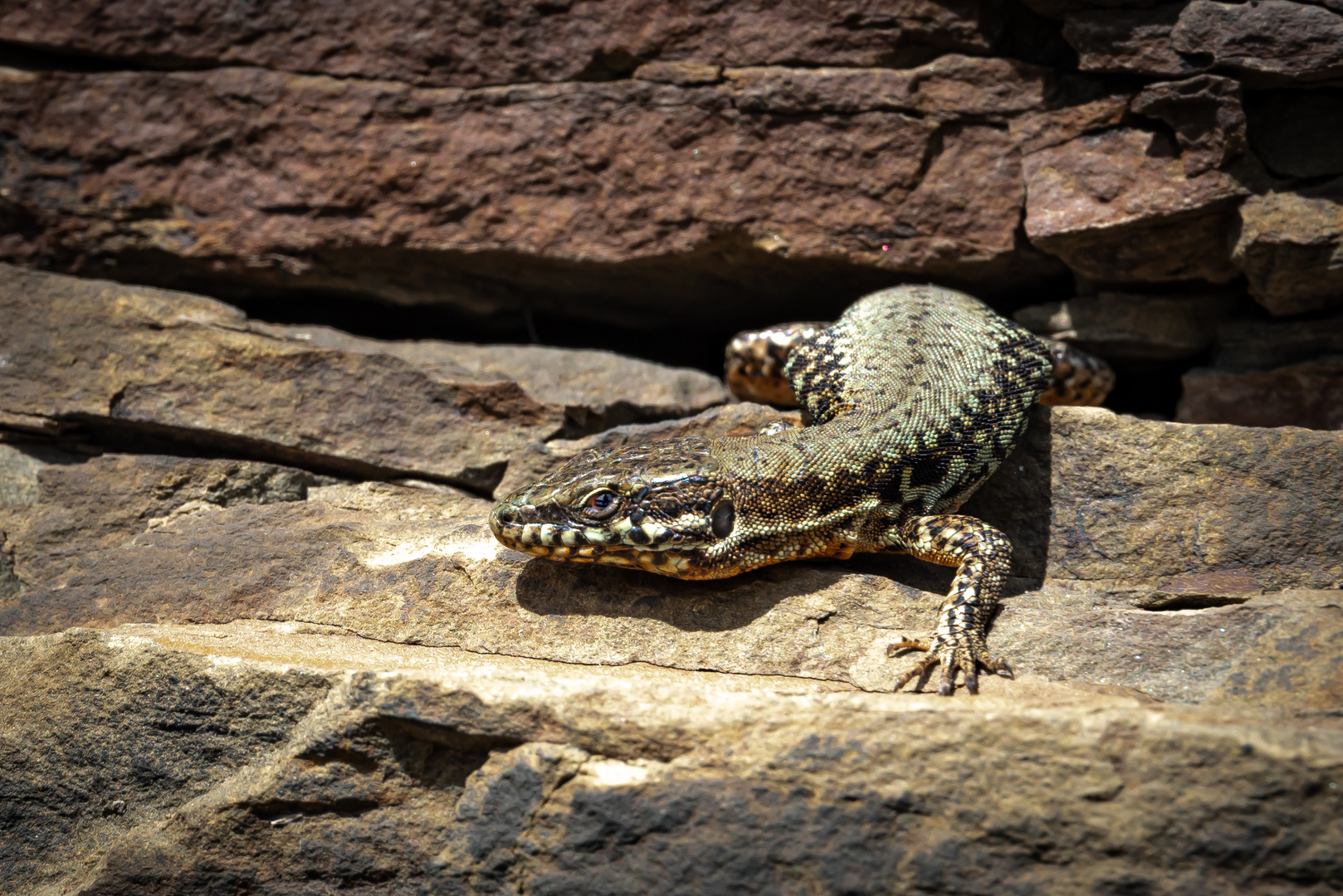 Mauereidechse (Podarcis muralis)