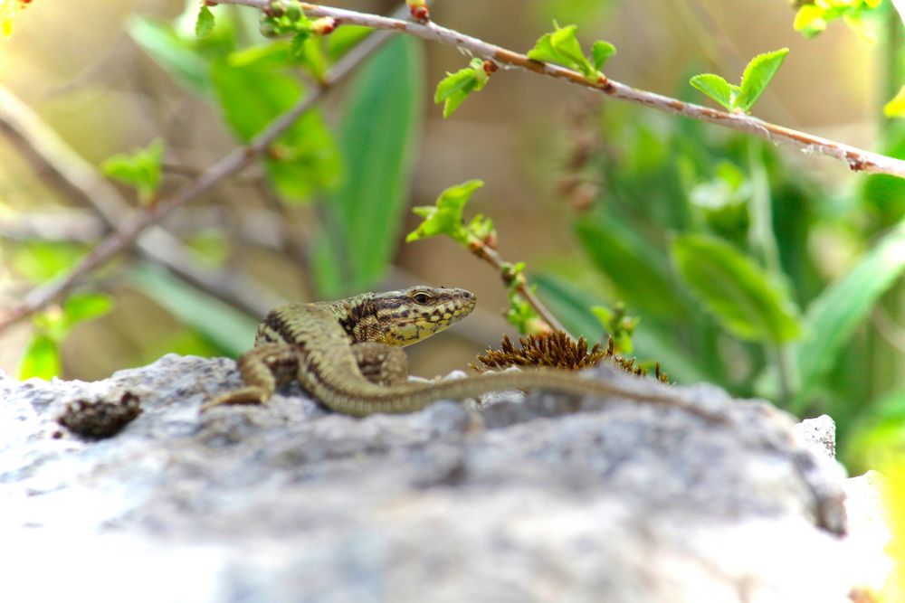 Mauereidechse (Podarcis muralis) 