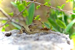 Mauereidechse (Podarcis muralis) 