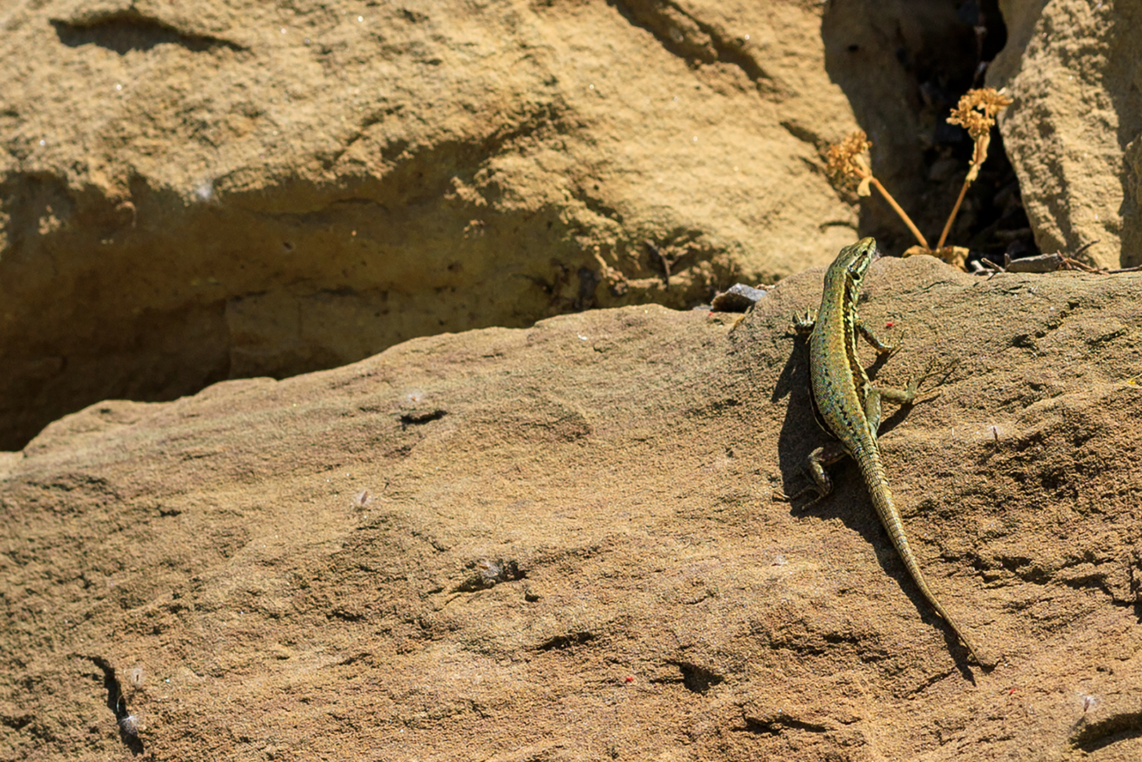 Mauereidechse (Podarcis muralis)