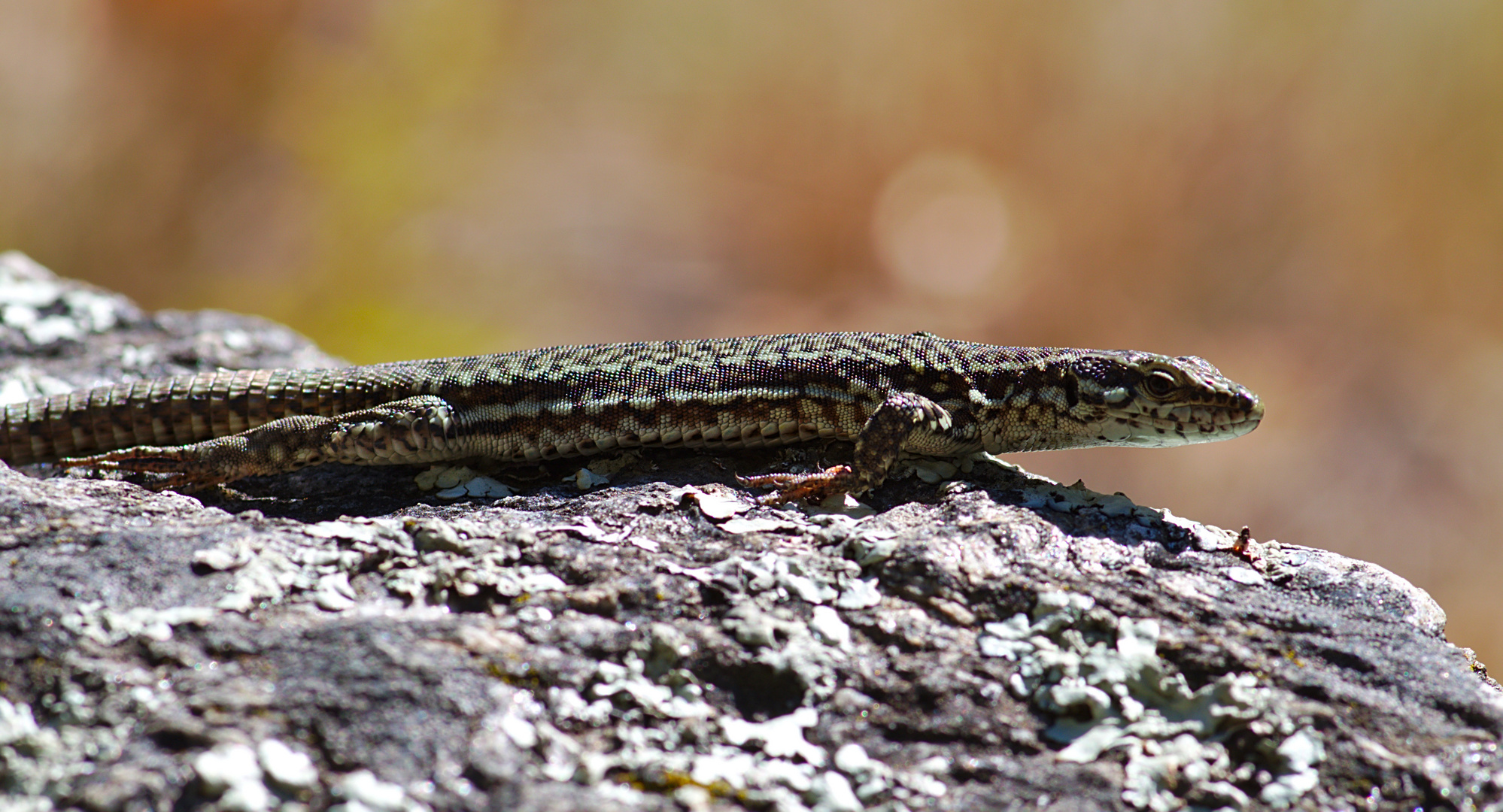 Mauereidechse (Podarcis muralis) 3