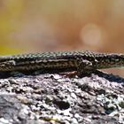 Mauereidechse (Podarcis muralis) 3