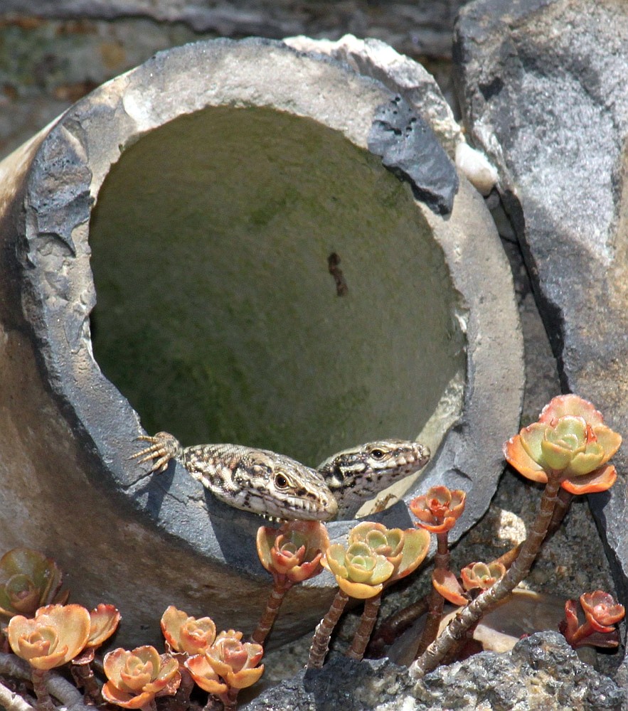 Mauereidechse (Podarcis muralis)