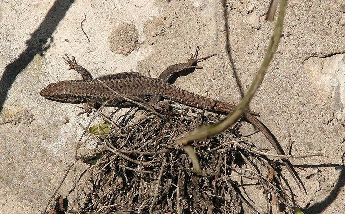 Mauereidechse (Podarcis muralis)