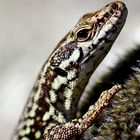 Mauereidechse (Podarcis muralis) 5