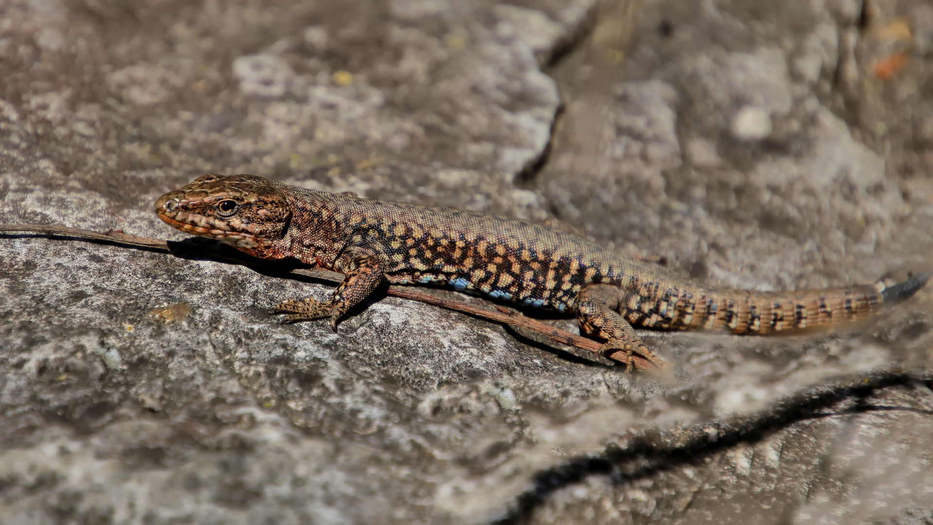 Mauereidechse (Podarcis muralis)