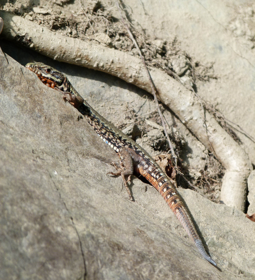 Mauereidechse Podarcis muralis