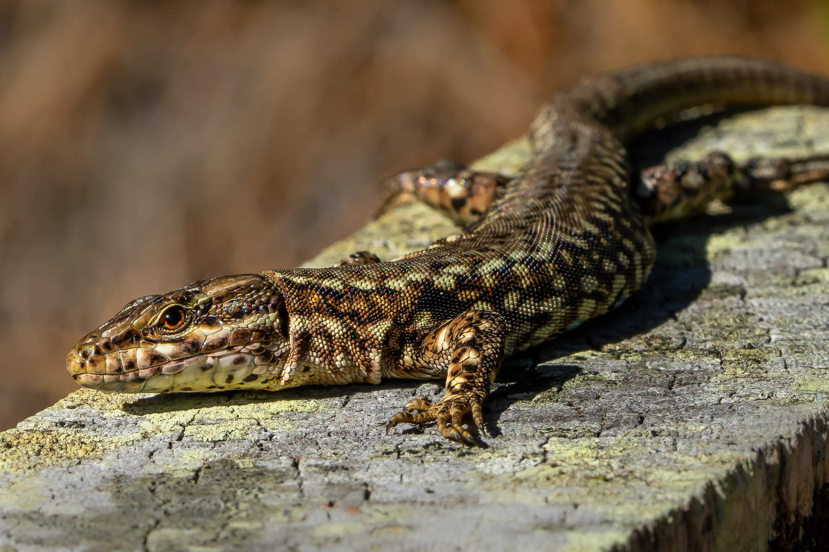 Mauereidechse (Podarcis muralis)