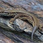 mauereidechse (podarcis muralis).....