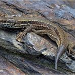 mauereidechse (podarcis muralis).....