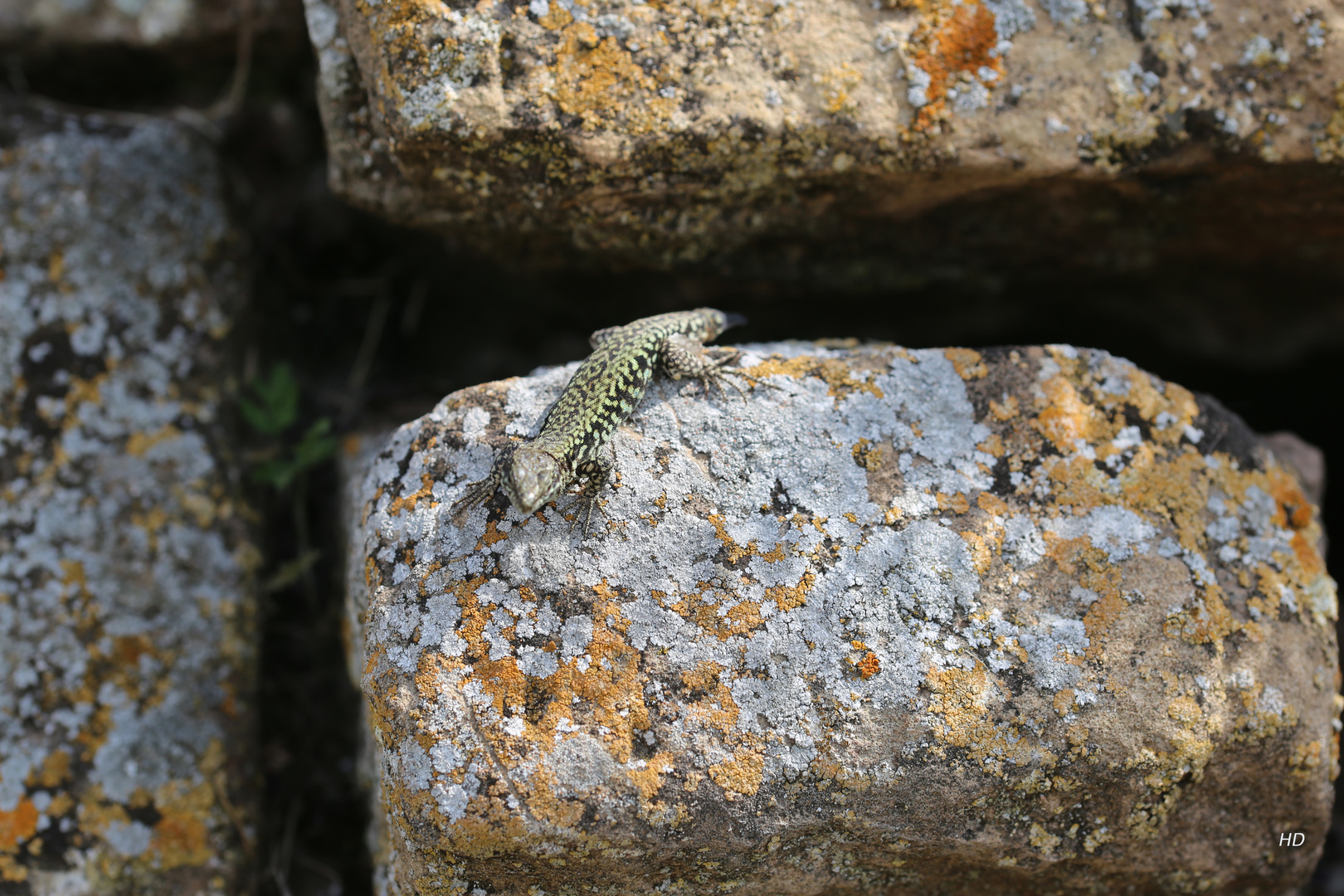  Mauereidechse (Podarcis muralis)