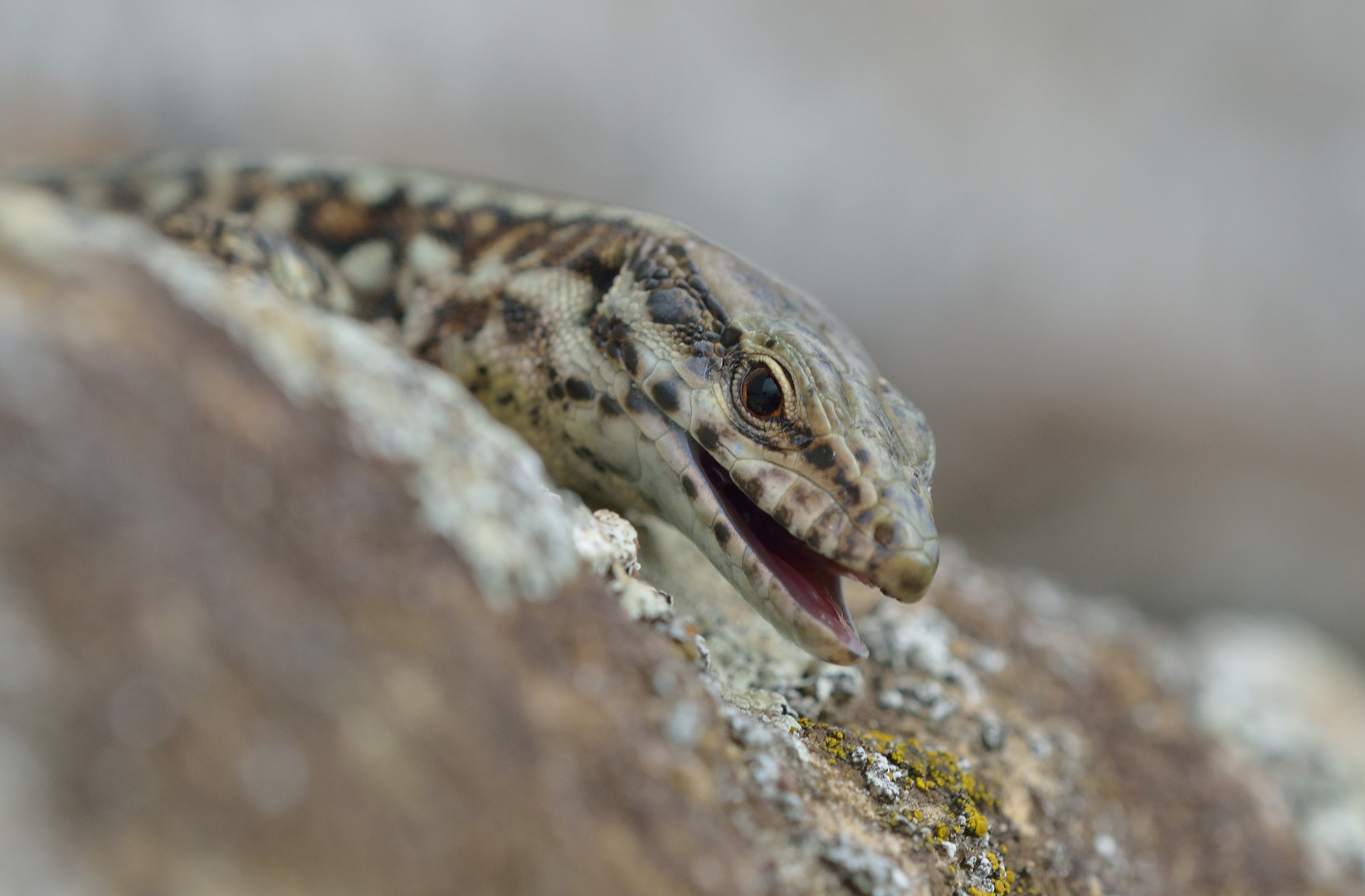 Mauereidechse (Podarcis muralis)