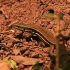 Mauereidechse (Podarcis muralis)