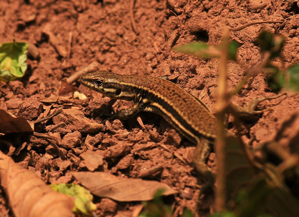 Mauereidechse (Podarcis muralis)