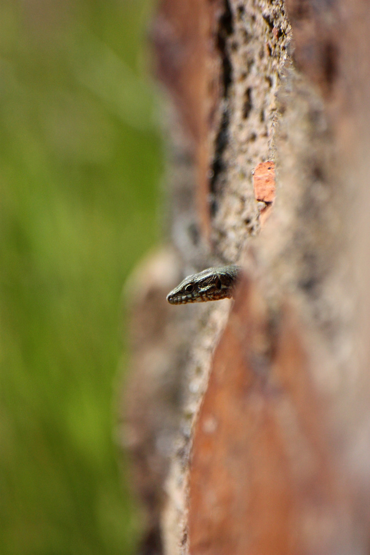 Mauereidechse (Podarcis muralis)