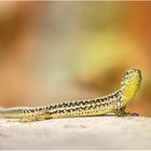 mauereidechse (podarcis muralis)....