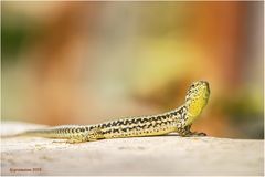 mauereidechse (podarcis muralis)....