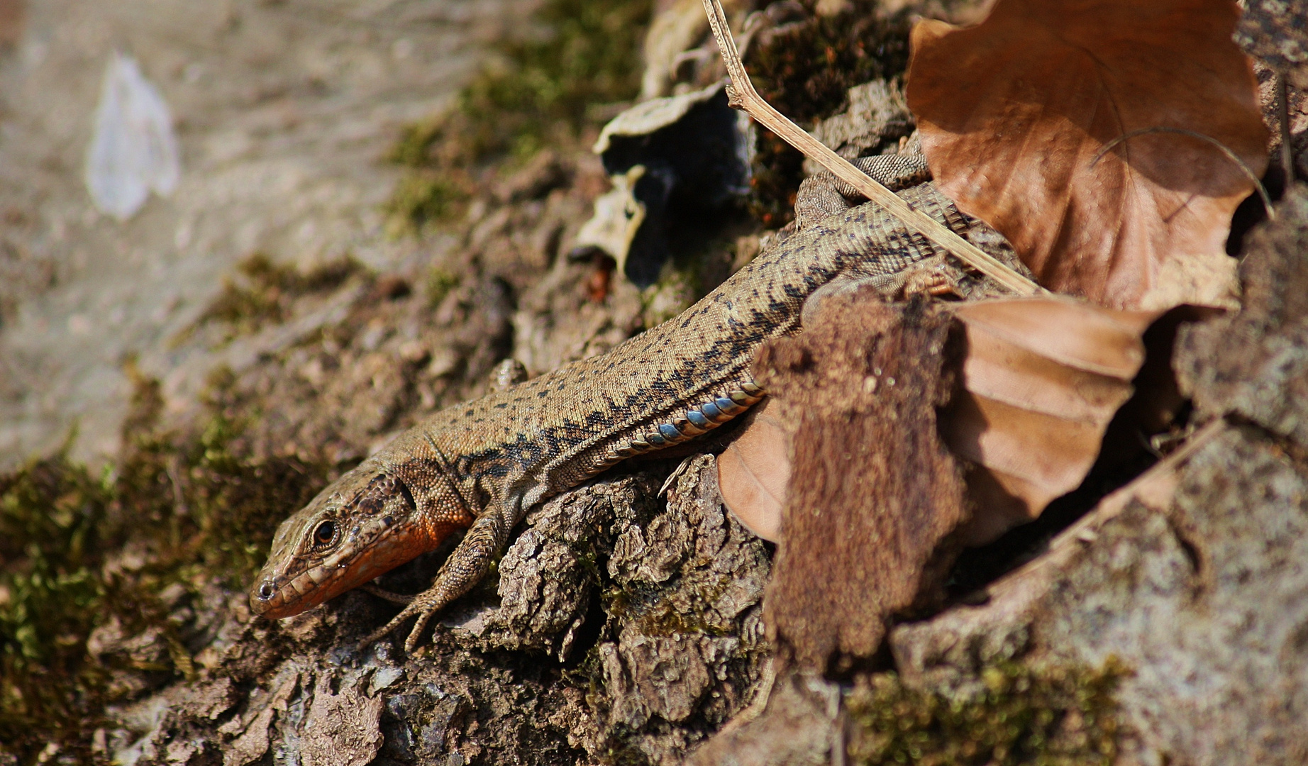 Mauereidechse (Podarcis muralis)