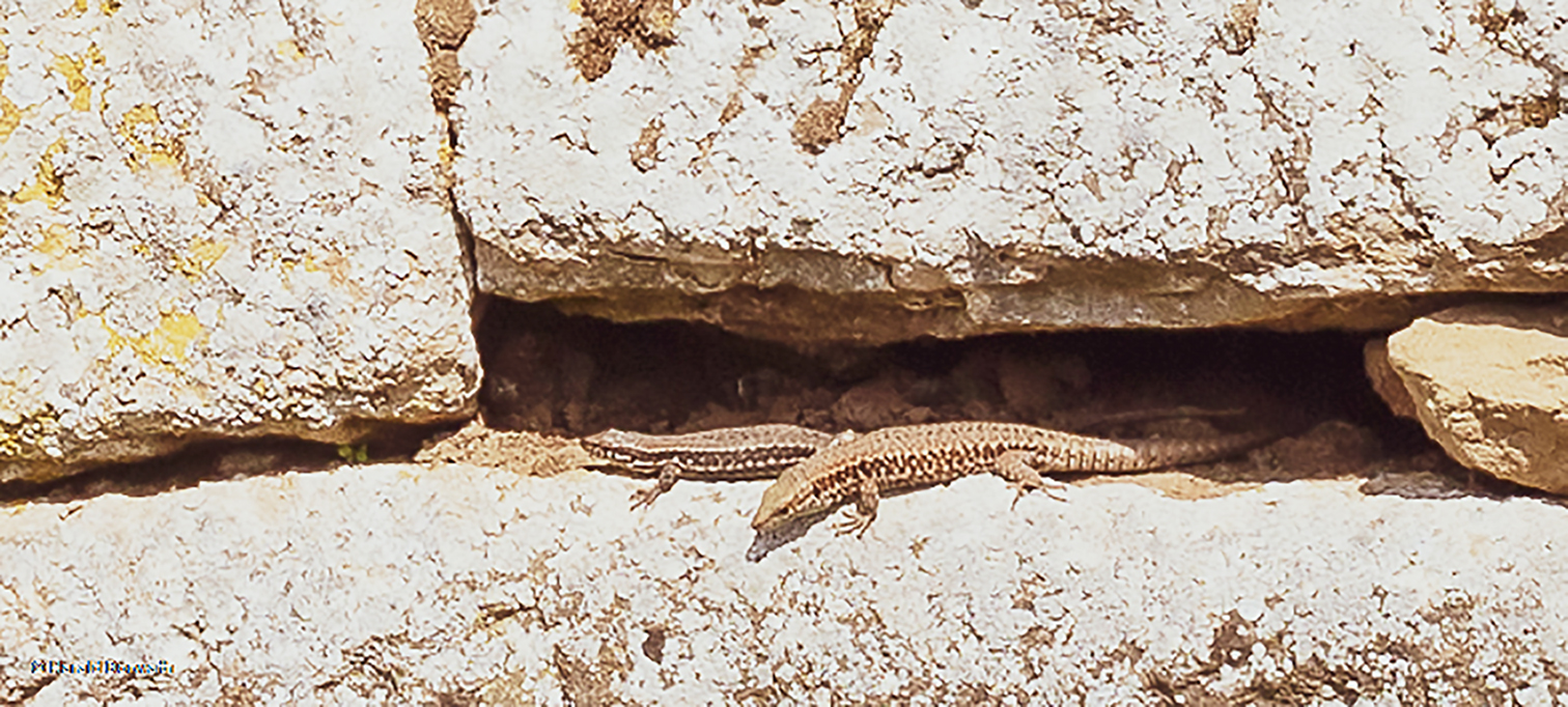 Mauereidechse (Podarcis muralis)