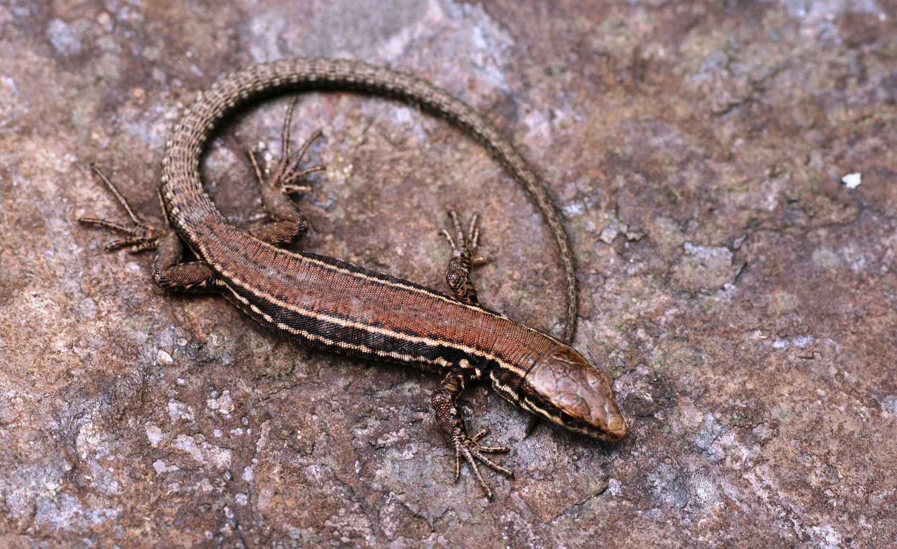 Mauereidechse (Podarcis muralis)