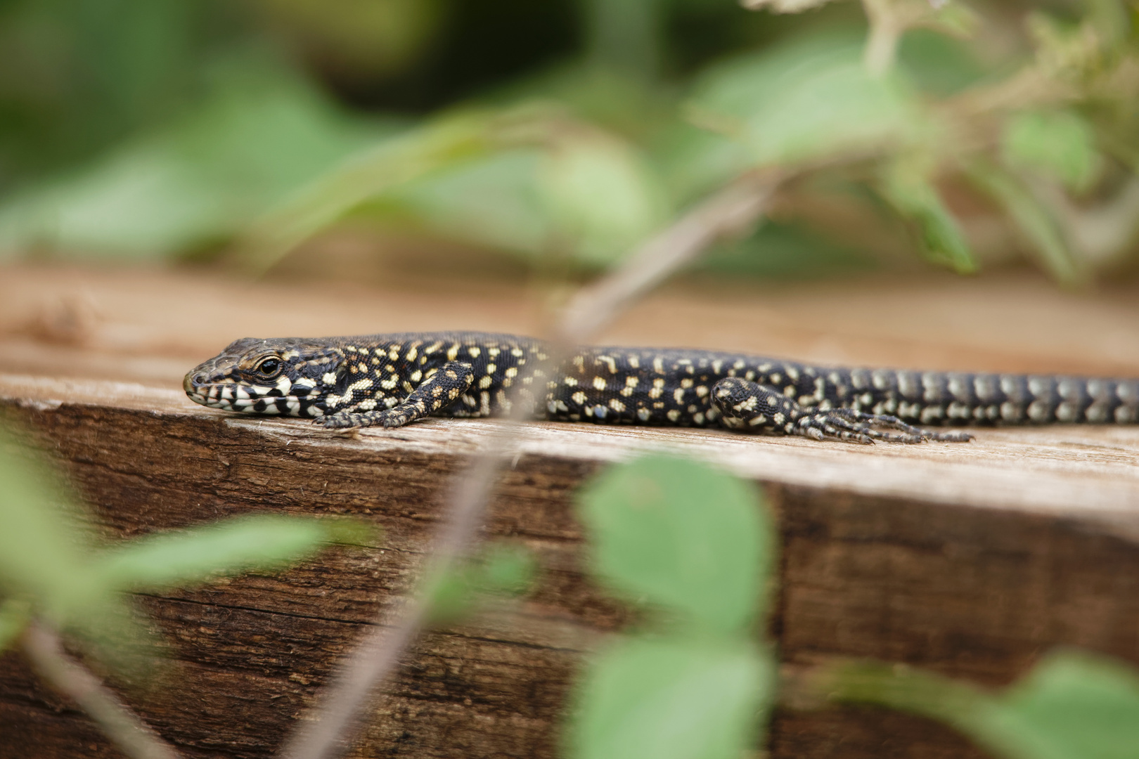 Mauereidechse (Podarcis muralis)