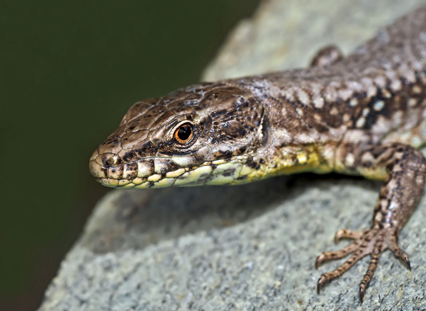 Mauereidechse (Podarcis muralis), ein Porträt. - Portrait du lézard des murailles. 