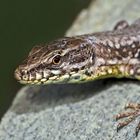 Mauereidechse (Podarcis muralis), ein Porträt. - Portrait du lézard des murailles. 