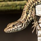 Mauereidechse (Podarcis muralis) in der Morgensonne 