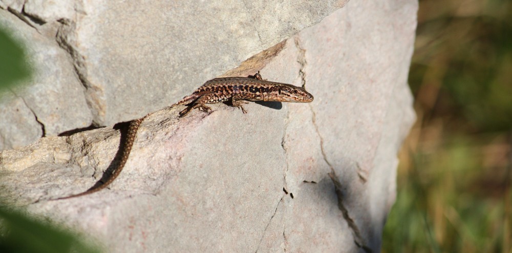 Mauereidechse ( Podarcis muralis) Jura