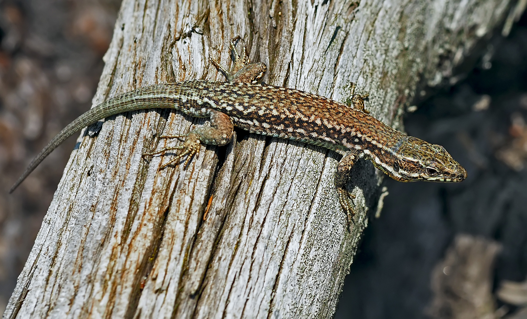 Mauereidechse (Podarcis muralis) - Le lézard des murailles.