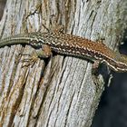 Mauereidechse (Podarcis muralis) - Le lézard des murailles.