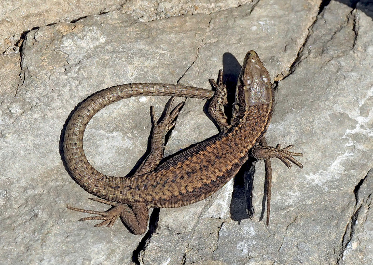 Mauereidechse (Podarcis muralis) - Lézard des murailles.