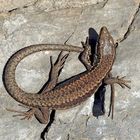 Mauereidechse (Podarcis muralis) - Lézard des murailles.