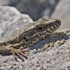 Mauereidechse (Podarcis muralis) - Lézard des murailles.