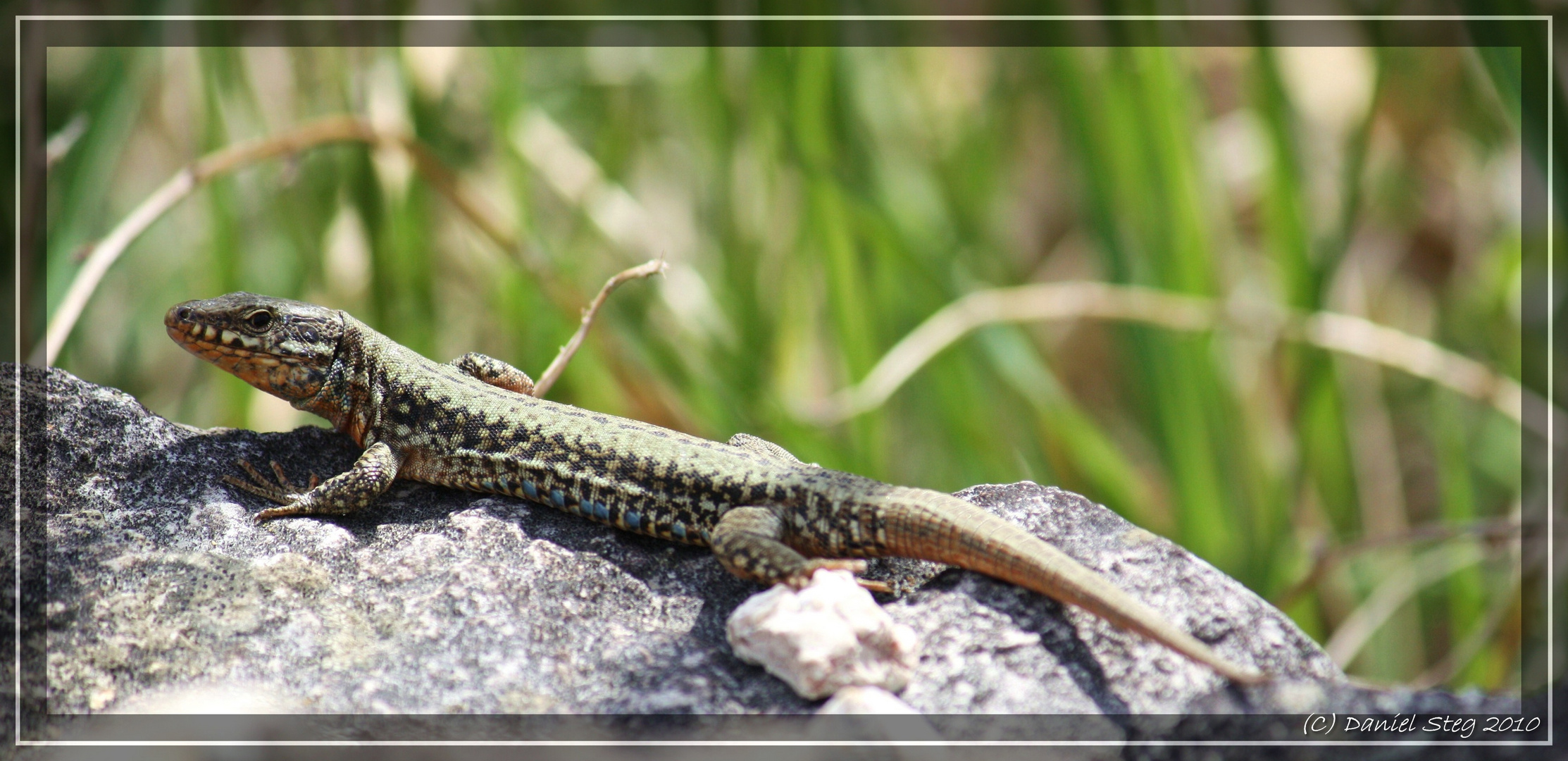 Mauereidechse ( Podarcis muralis) Männchen