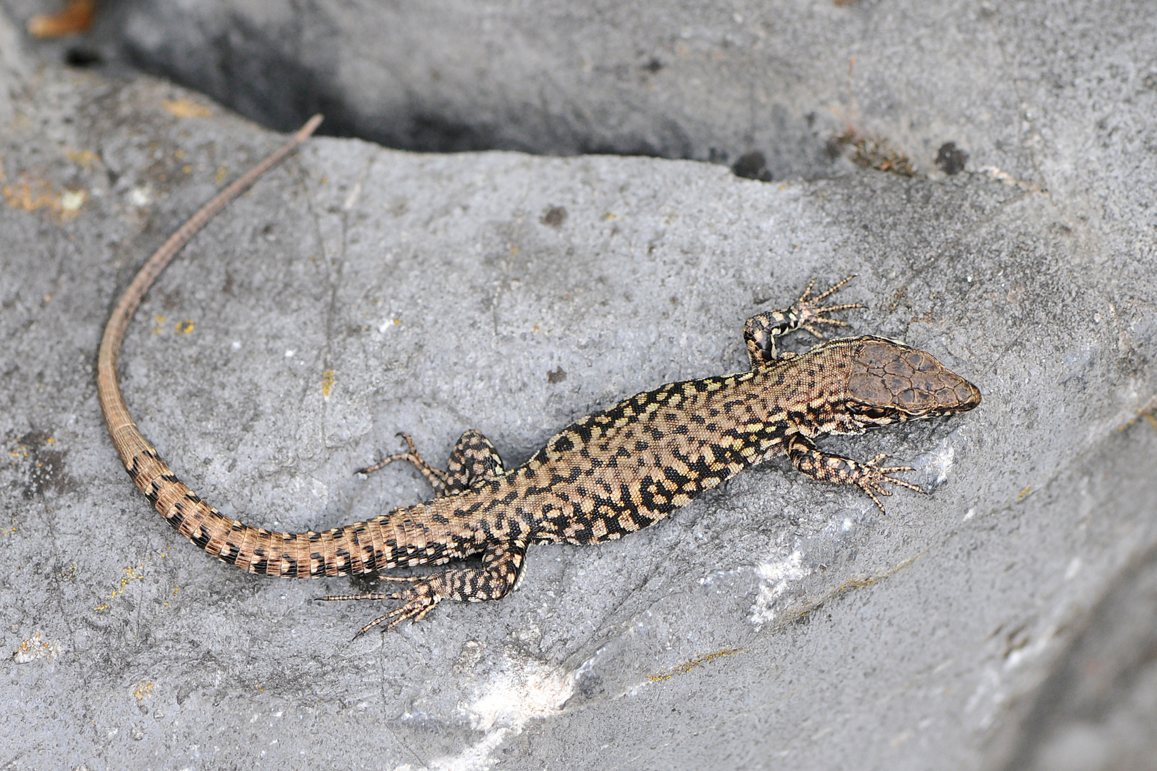 Mauereidechse (Podarcis muralis) Männchen