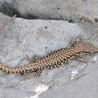 Mauereidechse (Podarcis muralis) Männchen