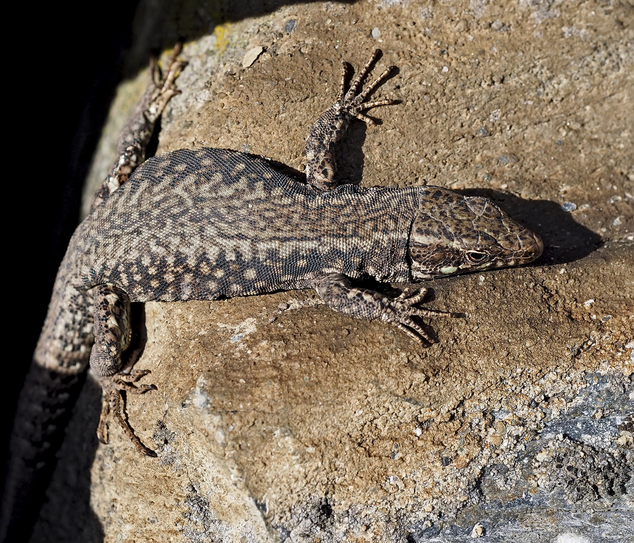 Mauereidechse (Podarcis muralis), Männchen *